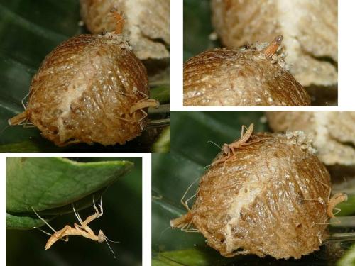 Réf. 304 209 : Mantis religiosa
